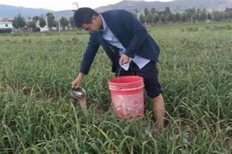 豆角如何长得多