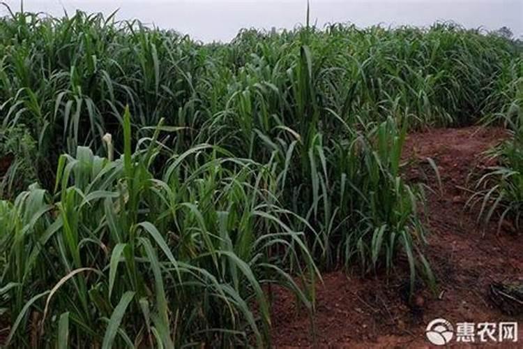 牧草落什么化肥好