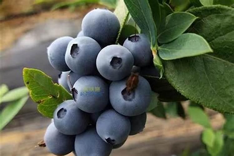 种植葵花用什么肥料好？