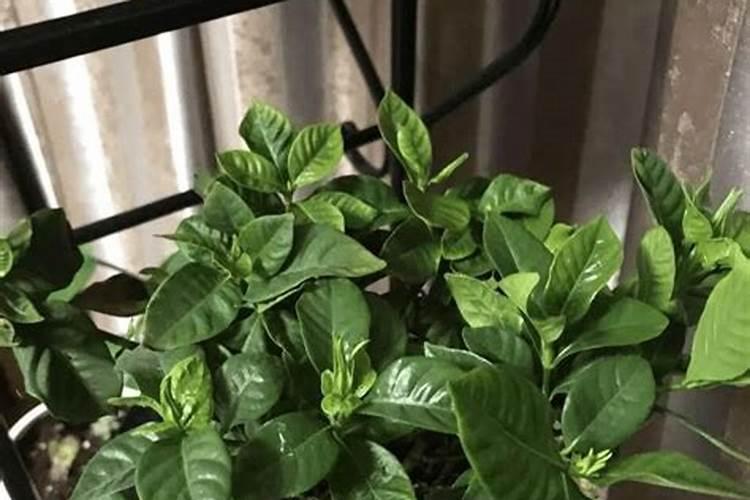 栀子花花期养护方法 开花期间如何浇水、施肥