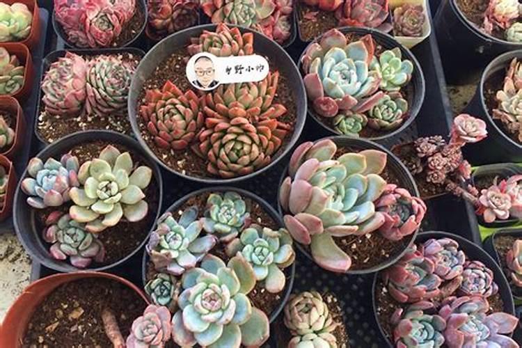 如何防止多肉徒长