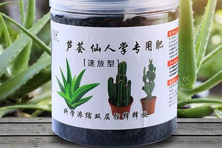 新买生石花怎么种植