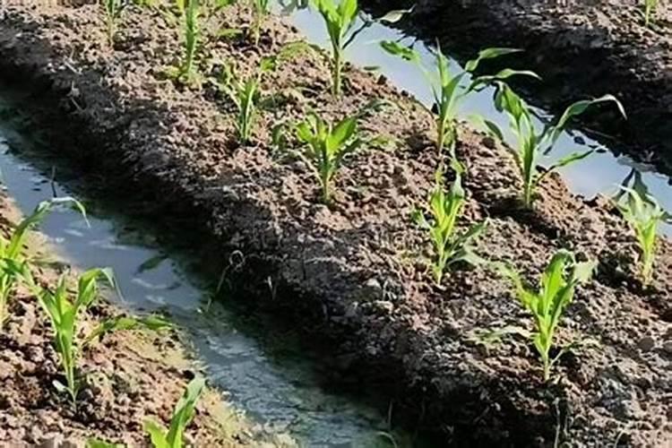 玉米苗后除草可以放液体氮肥一起喷施吗？