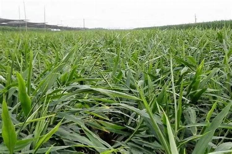 养花颗粒有机肥多久使用一次,有机肥养花用多少合适