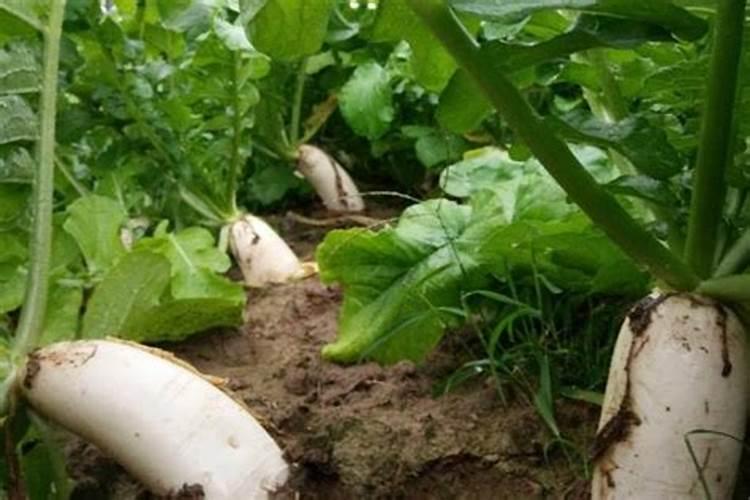 萝卜为什么要补硼肥