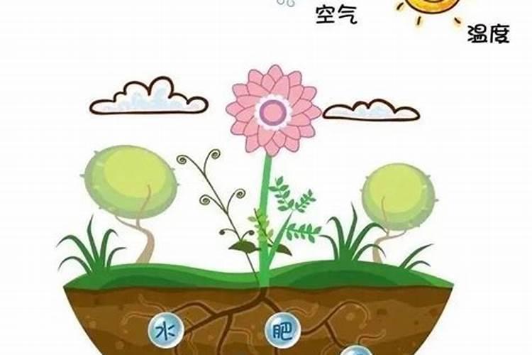 氮肥对植物的作用是什么 肥效有多久