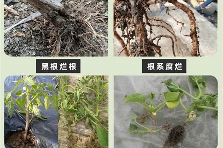 种大葱土壤杀菌剂什么最好