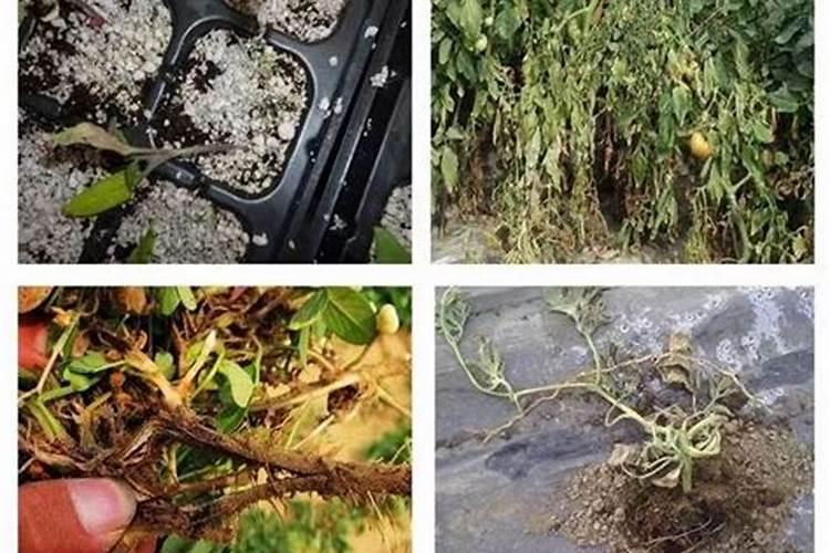 菜地有菌撒什么可以杀菌