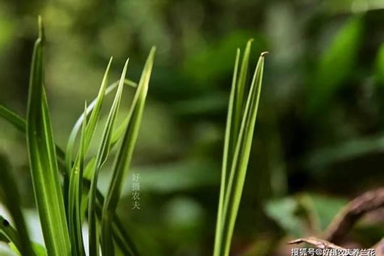 兰花如何正确的施肥