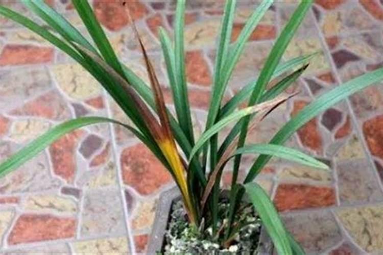 兰花如何正确的施肥