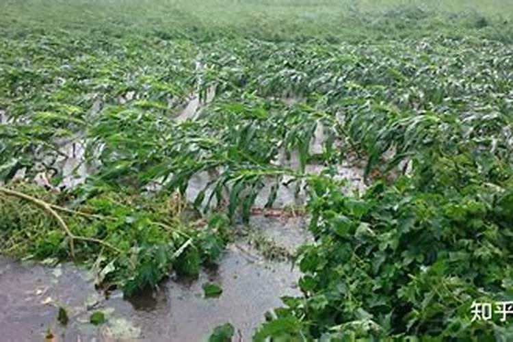 抗倒伏的是什么肥