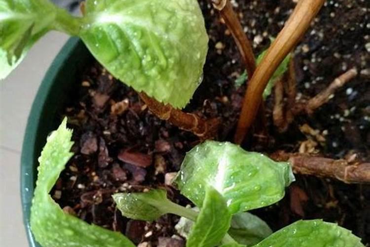 绣球浇水过多的表现有哪些