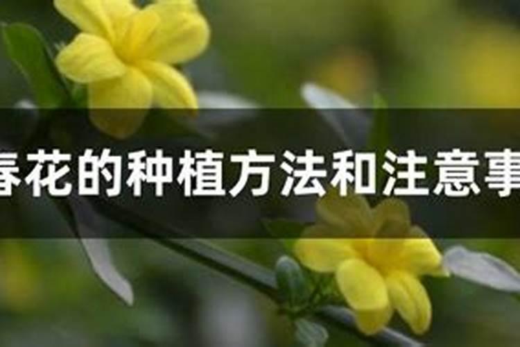 迎春花什么时候剪枝