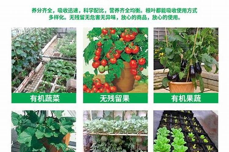 长寿花施肥方法时间 长寿花什么时候施肥