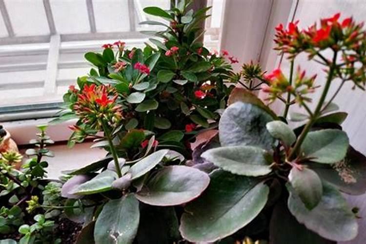 长寿花夏天怎么养施什么肥