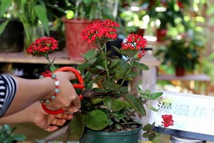 长寿花夏天可以施肥吗