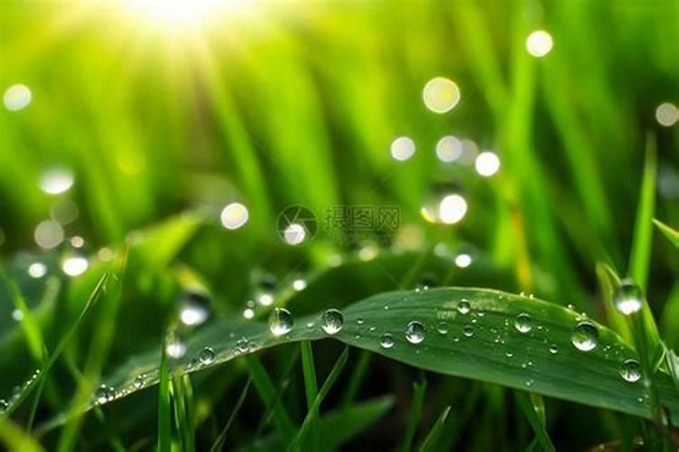 大姜雨后可以冲水溶肥吗