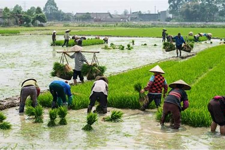 水稻移栽后如何施肥管理