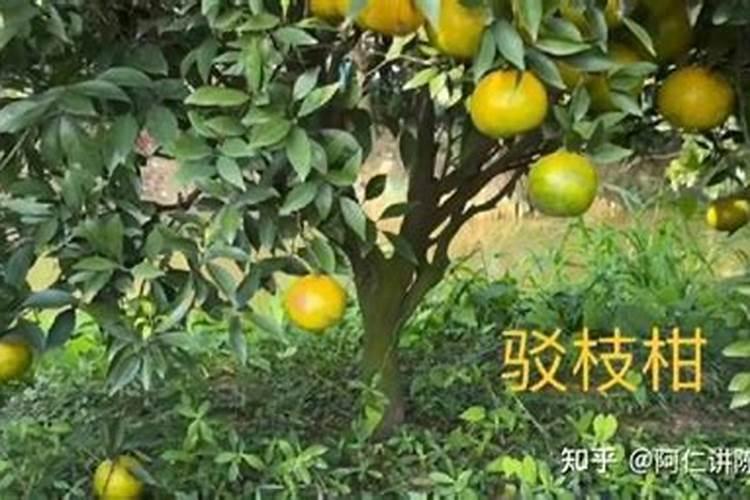 十年陈皮是指树龄吗？