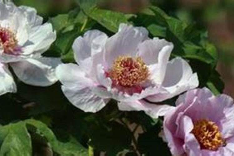 使用底肥的好处有哪些？底肥在哪里买？底肥那个牌子的好？