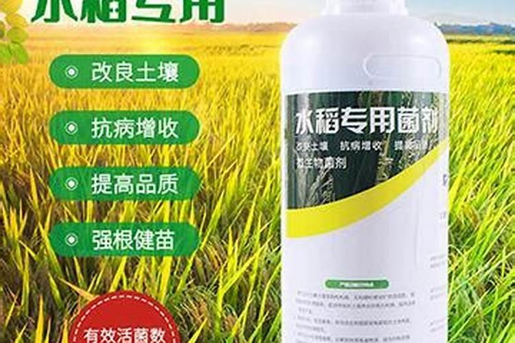 菌肥用在稻田能起到什么作用？