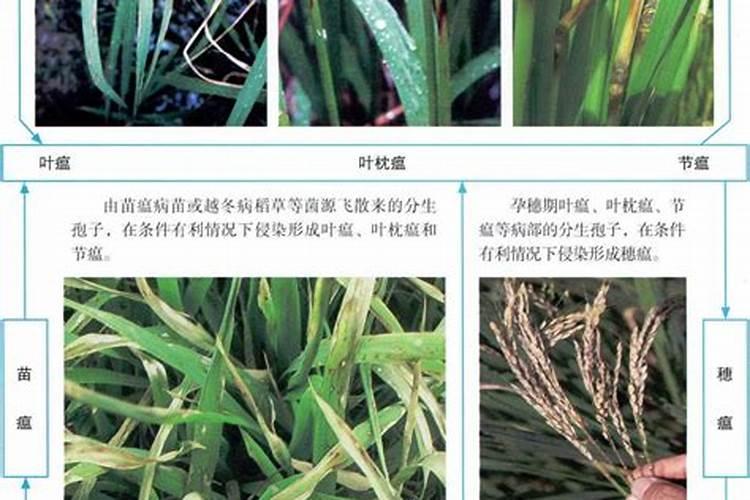 微生物菌剂菌肥对提高农业作物产量的巨大作用