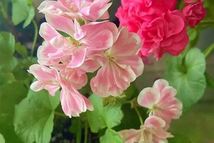 用鸡蛋壳做有机肥