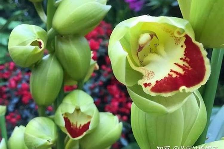 大叶蕙兰浇水能浇在花上吗？