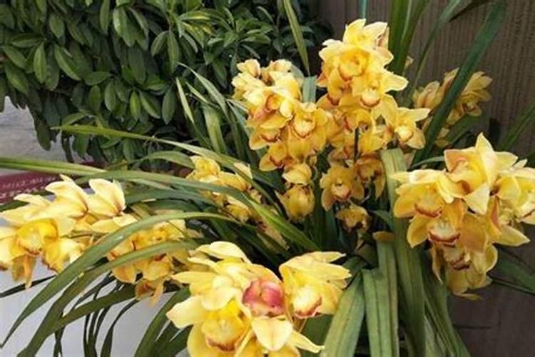 大花蕙兰家庭怎么浇水