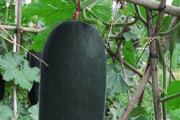 黑皮冬瓜胜利神光施肥技术