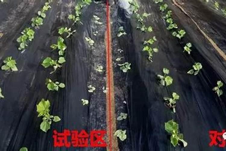 黄瓜浇什么肥料合适