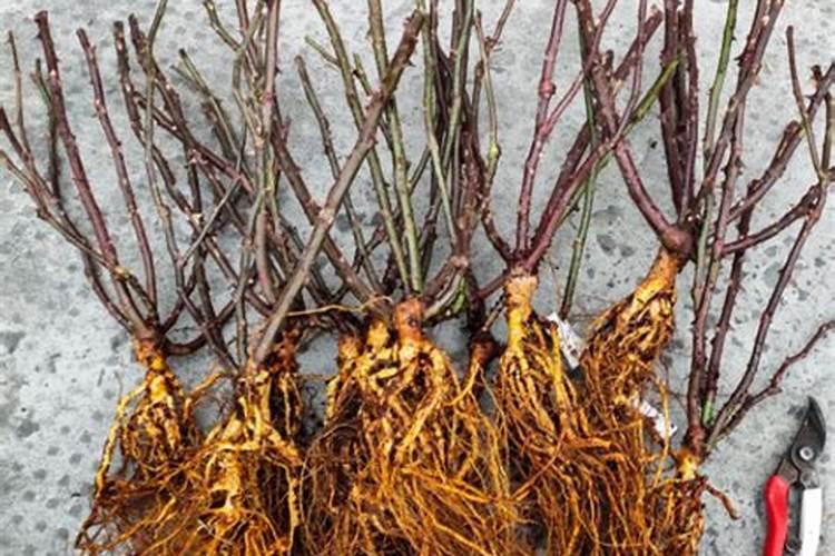 蓝妖:月季苗上盆后不发根,也不长？那是你上盆方法有问题!