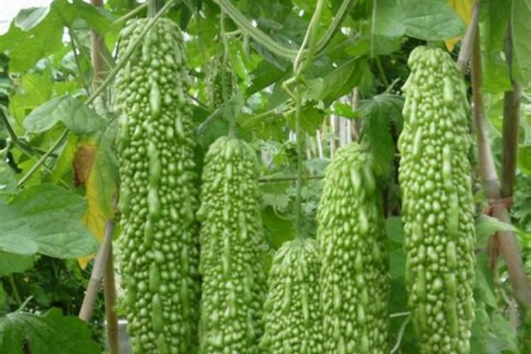 "茅坑拉屎脸朝外"这句话是什么意思？