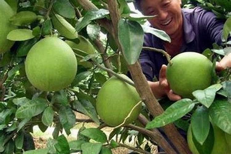 果树冲施肥价格,柑橘用什么肥料好？果园冲施肥批发,果树专用冲施肥“根...