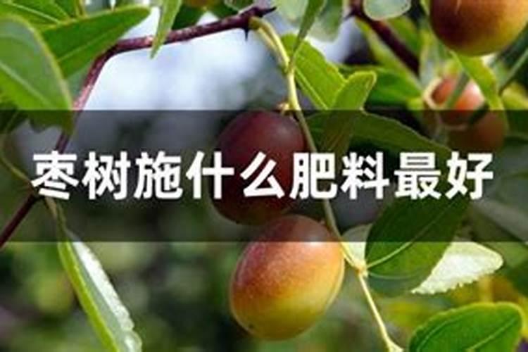 枣树开花结果初期施什么肥