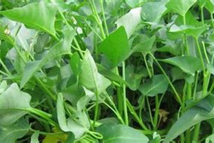 空心菜多久施一次肥 需要什么肥料