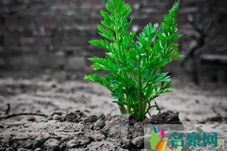 中国最好的硅肥生产企业有哪些？推荐几家,我想代理硅肥