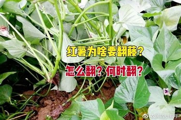 红薯上肥料什么时候用最好
