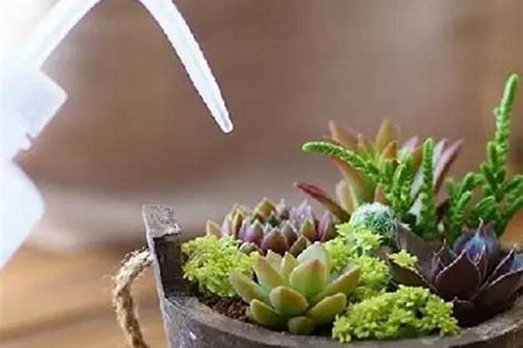 多肉施肥用什么肥料,如何给多肉施肥
