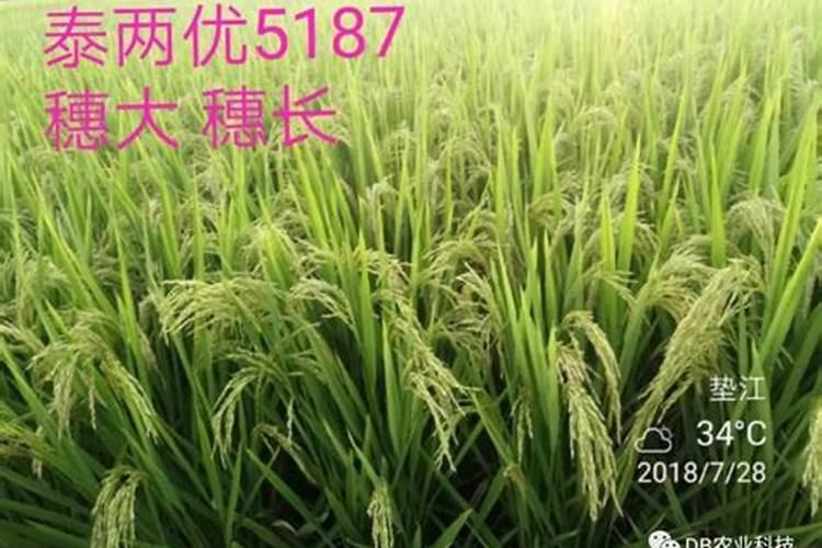 水稻施磷肥有什么作用