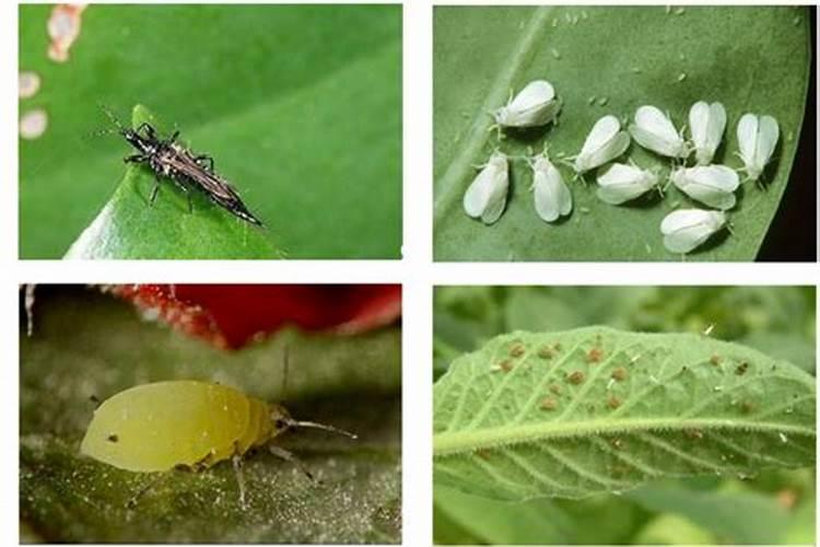 绿叶蔬菜补钙,真的靠谱吗？