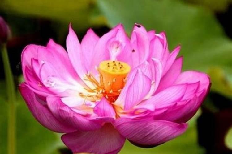 怎样处理荷花肥料大