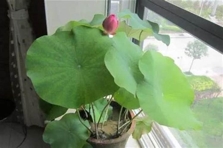 怎样处理荷花肥料大