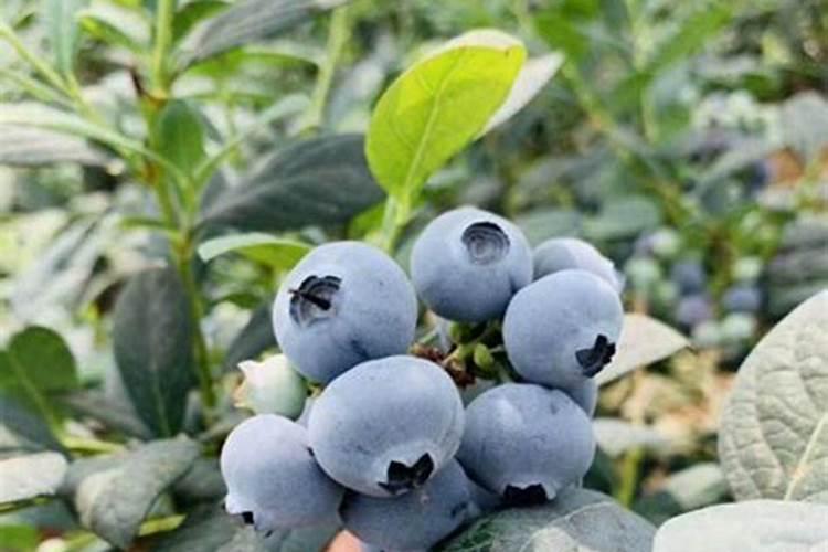 无限极产品植雅凭啥圈粉？三大核心优势守护口腔健康