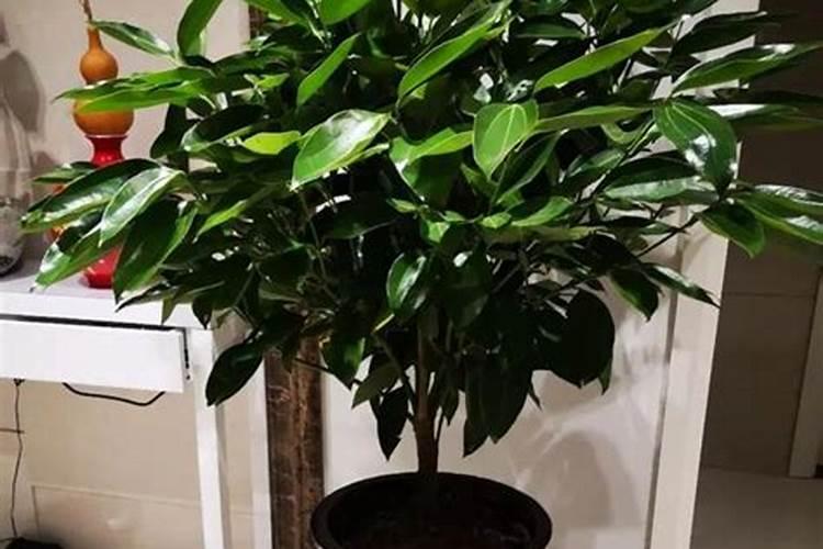 平安树为什么不发新芽,三种原因以及解决方法