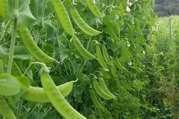 荷兰豆出苗后几天才能施肥