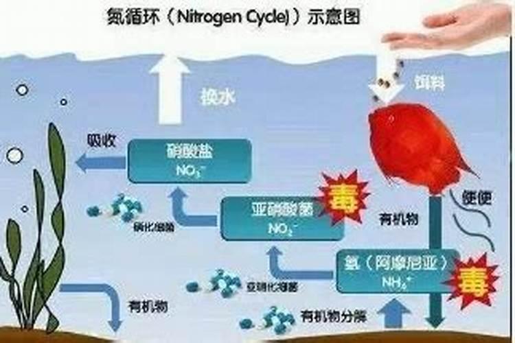 氨氮亚硝酸盐超标最简单的处理方法