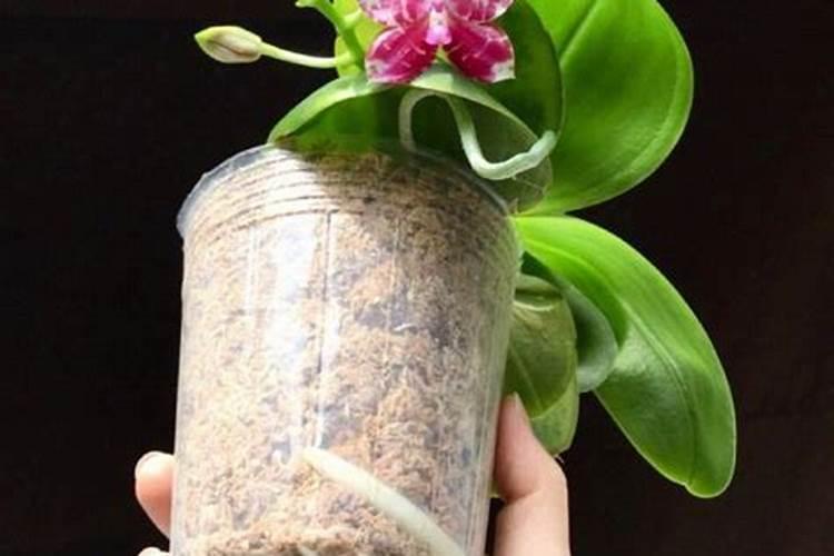 请教:为何开花的时候不能施肥？