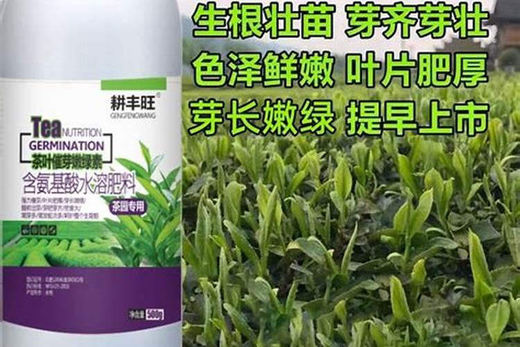茶叶叶面肥催芽肥的正确使用