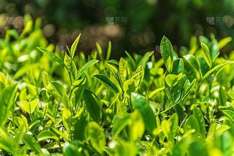 茶叶叶面肥催芽肥的正确使用